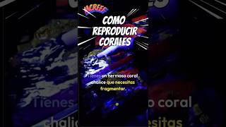 Así se reproducen los corales de forma manual curiosidades peces corales tips [upl. by Cary]