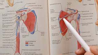 Deltoid Muscle  Origin Insertion Action Nerve Supply [upl. by Ekul]