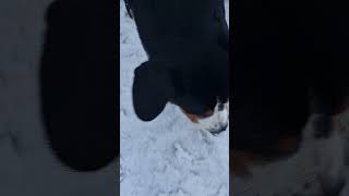 Thor the dog Entlebucher Sennenhund First snow in Urals [upl. by Norven468]