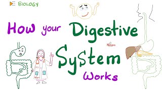 Digestive System  Digestion and Absorption  Anatomy and Physiology [upl. by Dorie41]