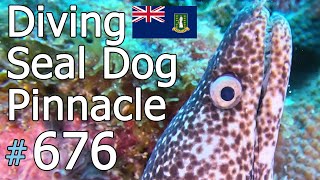 Seal Dog Pinnacle Dog Islands 🇻🇬 676 [upl. by Anglo643]