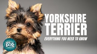 Yorkshire Terrier Dogs 101 Everything You Need To Know [upl. by Aleet521]