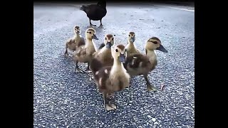 Ducklings Following Me [upl. by Loreen]