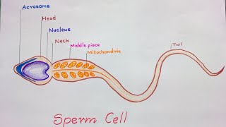 How to draw Sperm Cell  Study of Human Spermatozoon [upl. by Sebbie]