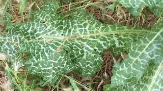 Silybum marianum Sitting with Plants Milk Thistle [upl. by Otrepur619]