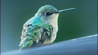 Baby birds eatingmother sparrow feeding subscribe [upl. by Noid633]