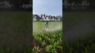 Spraying fungicides in turmeric crop  Mancozeb 75 WP  Carbendazim 50 WP  farming shorts [upl. by Ateval]