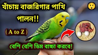 খাঁচায় বাজরিগার পাখি পালন  A to Z   পাখির জন্য খাঁচার আদর্শ মাপ  baazigar pakhi  Pakhi Palon [upl. by Warthman]