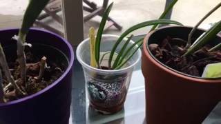 FERNCRAFTS Orchid Blooms Brassavola CareTips Oct 2016 [upl. by Lara]