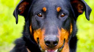 Beauceron  Top Dog Facts You Need To Know [upl. by Eniarrol]