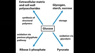 Carbohydrate Metabolism part 1 Glycolysis [upl. by Aisercal]