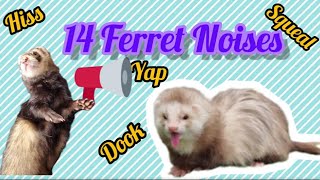 14 Different Noises from Ferrets With Explanations [upl. by Alledi]