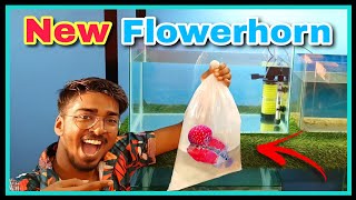 How I Get My Dream Fish quot FlowerHorn quot  FlowerHorn Tank Setup  Disease Treatment  Care Tips [upl. by Enreval371]