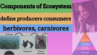 Components of ecosystem  define producers  what are consumers  define herbivores  carnivores [upl. by Atiuqcir]