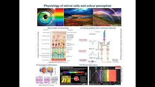 Retinal cells function amp Colour perception Physiological Concepts amp Mechanisms [upl. by Veradia]