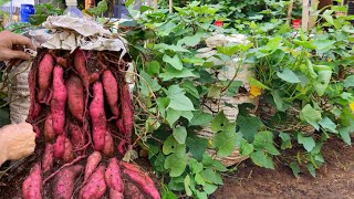 I wish I knew about these sweet potato growing methods sooner The tubers are large and sweet [upl. by Arrec]