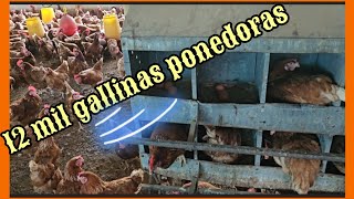 Curso de Gallinas Ponedoras Raza quotIsa Brownquot [upl. by Aitam177]