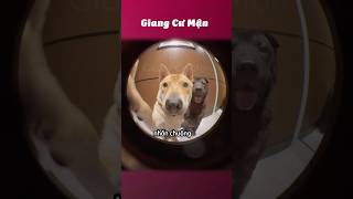 Mở cửa sen ơi 🦮🐕‍🦺giangcuman [upl. by Llatsyrk]