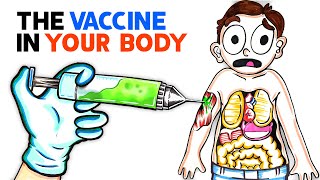 What The COVID Vaccine Does To Your Body [upl. by Salomi424]