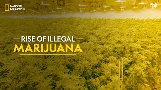 The Rise of Illegal Marijuana  Trafficked with Mariana Van Zeller  Full Episode  S02E03  हिन्दी [upl. by Adnalor]