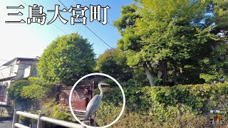 🇯🇵4K｜三島市大宮町散歩 ～三島大社から桜川沿いを白濠公園へ～ 【Mishima in Shizuoka】 [upl. by Werra]