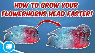 How To Grow Flowerhorn Head Faster Flowerhorn Head Growth Secrets [upl. by Veats512]