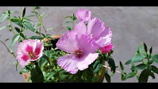 How to grow plant amp care Godetia  Clarkia amoena [upl. by Caprice852]