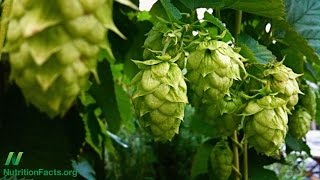 What are the Effects of the Hops Phytoestrogen in Beer [upl. by Bore]