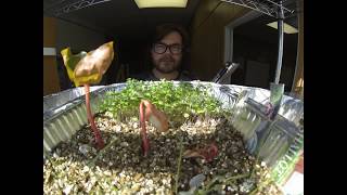 Castor Bean Lapse 1 [upl. by Nipsirc]