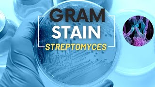 Gram stain streptomycesMicrobiology [upl. by Annelg756]