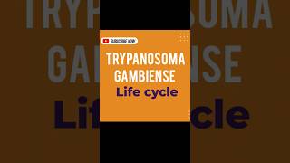 TRYPANOSOMA GAMBIENSE LIFE CYCLE [upl. by Yelsnia]