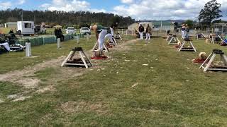 Woodchopping Tasmanian Masters Games Underhand Handicap Exeter 111024 [upl. by Capp282]