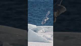 Snowy owls are silent hunters snowowl owl naturepbs bird [upl. by Vine]