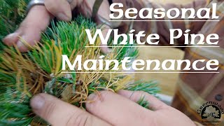 Seasonal White Pine Maintenance  Greenwood Bonsai [upl. by Nodnil]