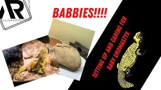 Baby Uromastyx Care [upl. by Origra]