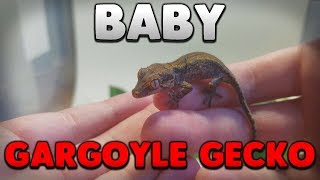 I Got A New Baby Red And Orange Gargoyle Gecko [upl. by Lap674]