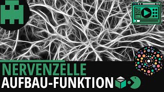 Nervenzelle Aufbau und Funktionâ”‚Biologie Lernvideo Learning Level Up [upl. by Spielman459]