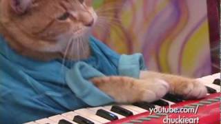 Keyboard Cats NEW hit Song  quotA Okquot [upl. by Shyamal388]