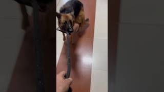 Baffy ka dance show💃🐕‍🦺baffy dance trend viral puppy love doglover pet germanshepherd d [upl. by Eittel]