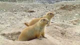 Prairie Dog Calling [upl. by Enyamert]