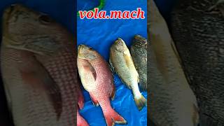 Bhola fish marketsorts fish [upl. by Aninad]