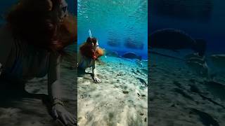 Tee time manatee manatees cuteanimals asmr asmrsounds satisfyingsounds freediver underwater [upl. by Attebasile]