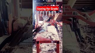 SAWMILLING RED OAK FOR GRADE amazing satisfying [upl. by Paulina]