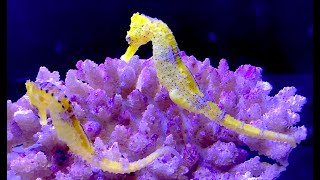 カリビアンシーホース Longsnout seahorse Hippocampus reidi [upl. by Aramoix]