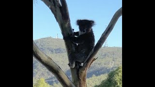 Cooling Down a Koala [upl. by Beitz]