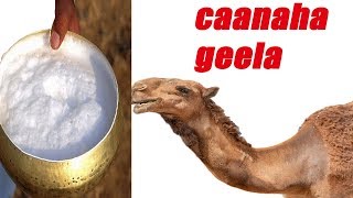 faaidooyin aadan ka ogeen caanaha geela [upl. by Nappie]