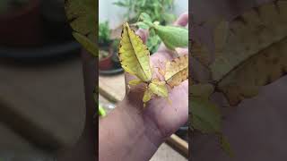 Leaf insect Pulchriphyllium giganteum [upl. by Riancho]