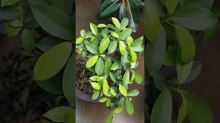 5 Varieties of FICUS Plants [upl. by Ecienal]