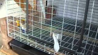 Video 3  Rabbit Cage Assembly [upl. by Aluap]