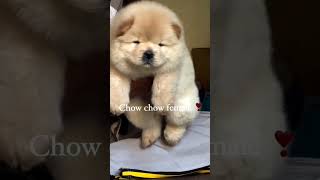 Chow Chow doglover beats🐶 beats puppy dogowner 🦮🦮 [upl. by Amie193]